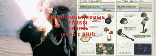 PSILOCYBIN Абаза